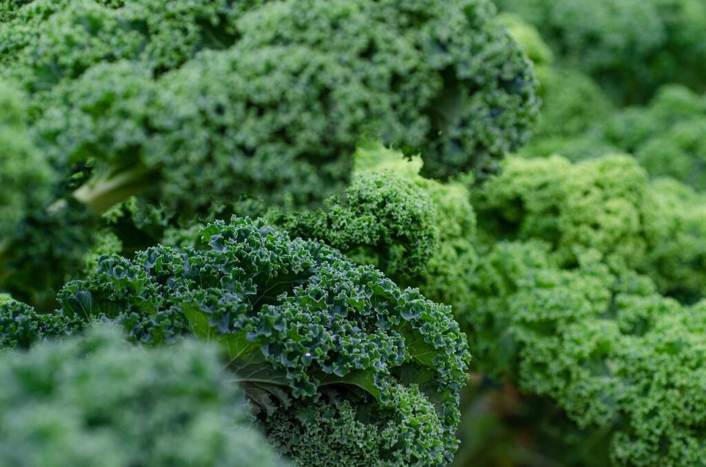 kale, fresh, vegetables, green, vitamins, leaves, green leaves, green vegetables, healthy, fresh vegetables, produce, nature, organic