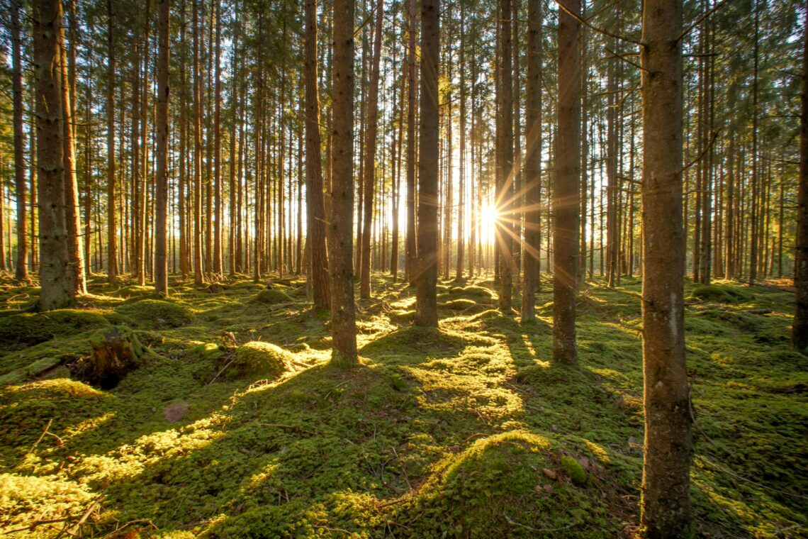 A serene forest scene with sunlight streaming through tall trees onto a mossy floor.