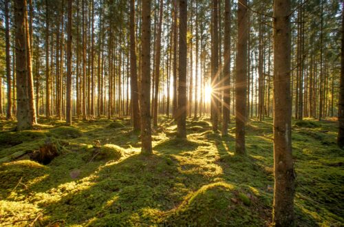 A serene forest scene with sunlight streaming through tall trees onto a mossy floor.