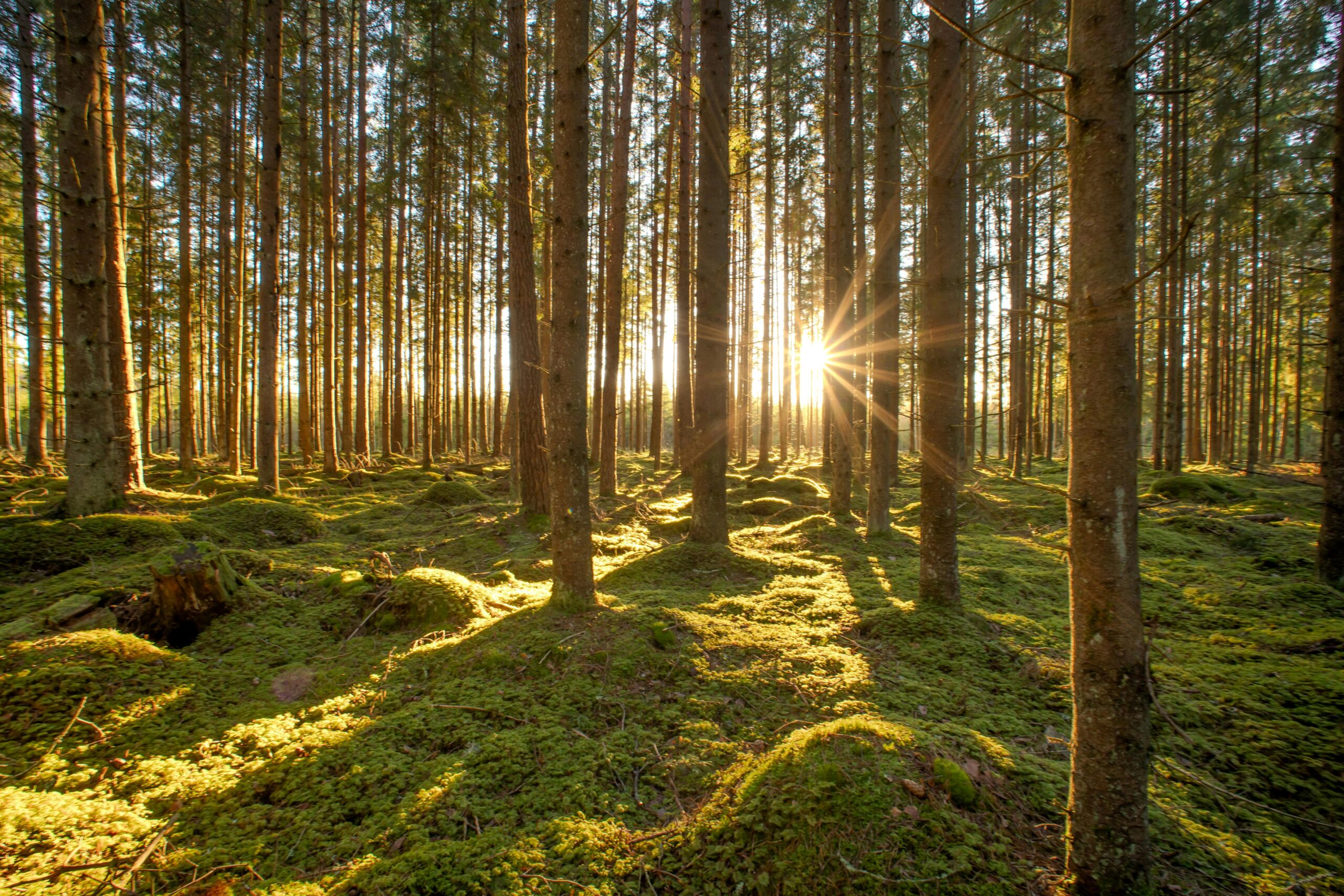 Earth and Renewal Crossword Puzzle