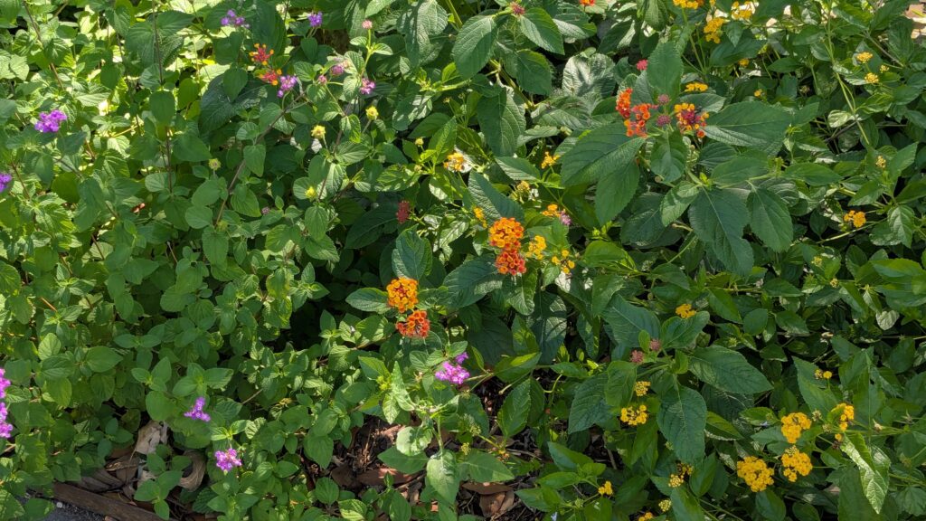 Lantanas flower covers areas of local neighborhood and Cozi Crossword Cover. Photo by LA Gonzales