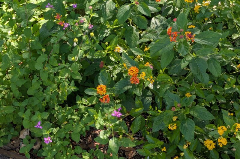 Sunday Cozi Crossword: Gardening, Planting, and Flowers
