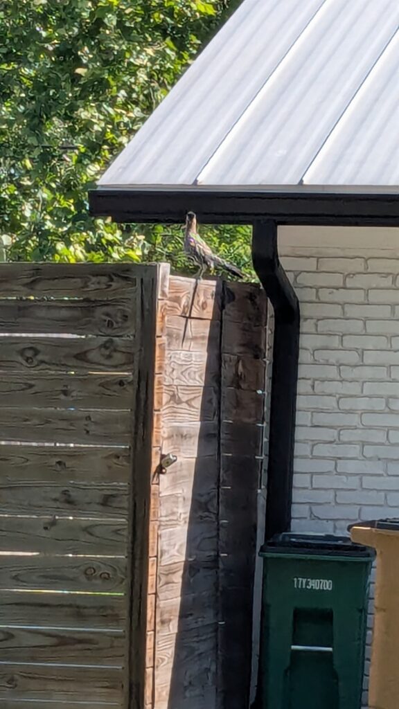 On top of a fence sits Stephen the Roadrunner featured in Cozi Crossword - photo by LA Gonzales