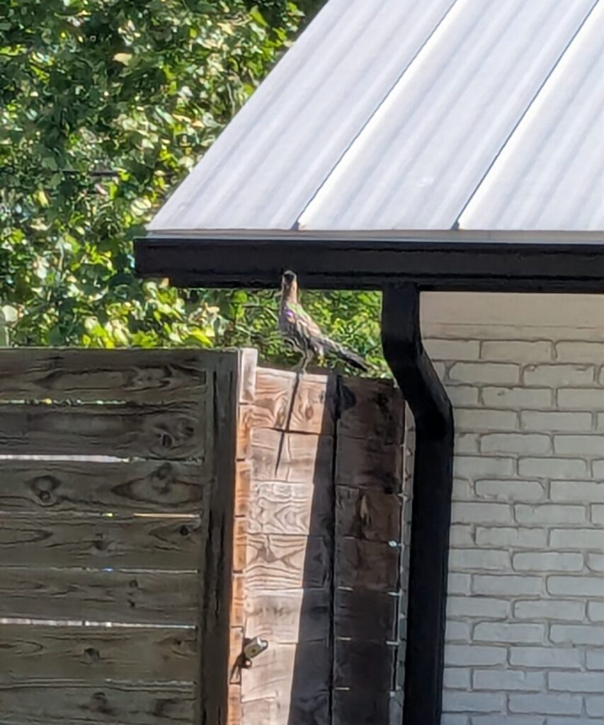 On top of a fence sits Stephen the Roadrunner featured in Cozi Crossword - photo by LA Gonzales