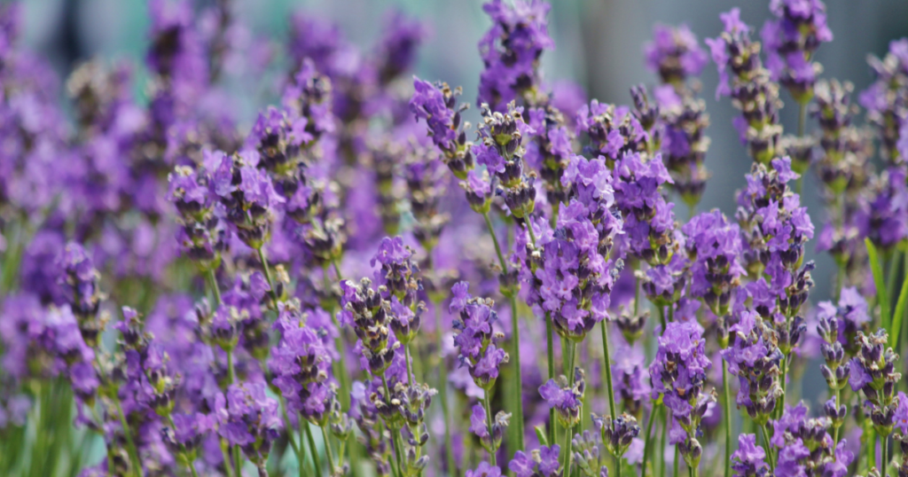 Lavender for today's Crossword and Sunday Sip - Mother's Day