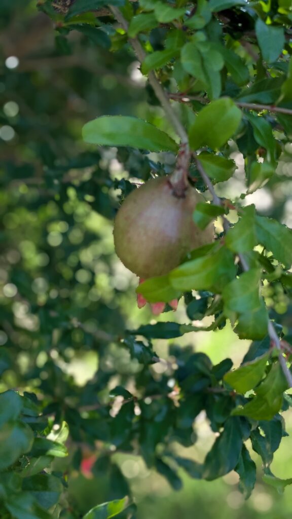 early stage of pomegranate growing on a tree for Cozi Crossword