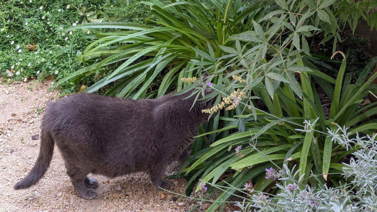 A cat exploring an early morning walk in a French village