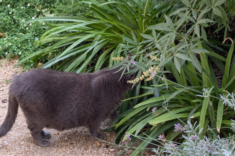 A cat exploring an early morning walk in a French village