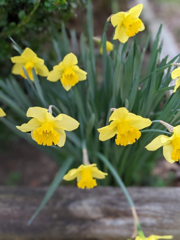 Flowers found on an early morning walk. Photo by: LA Gonzales