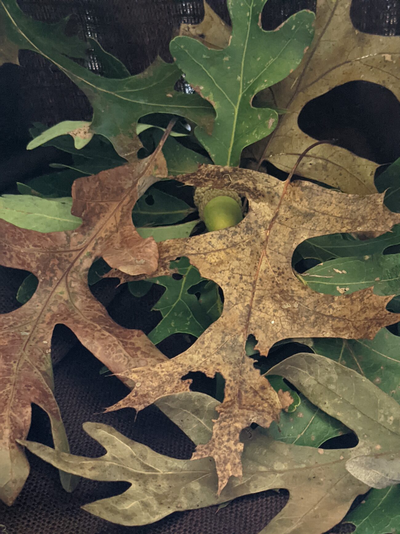 Fall begins with colored leaves and acorns on the ground.