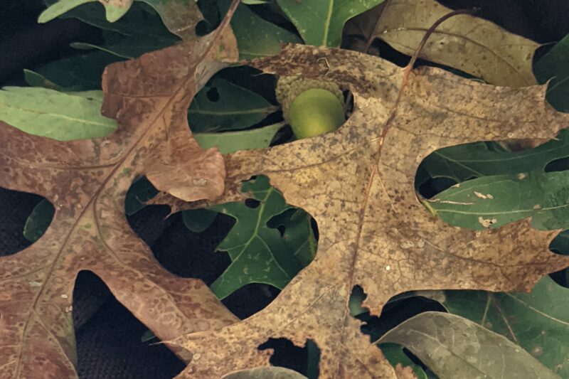 Fall begins with colored leaves and acorns on the ground.