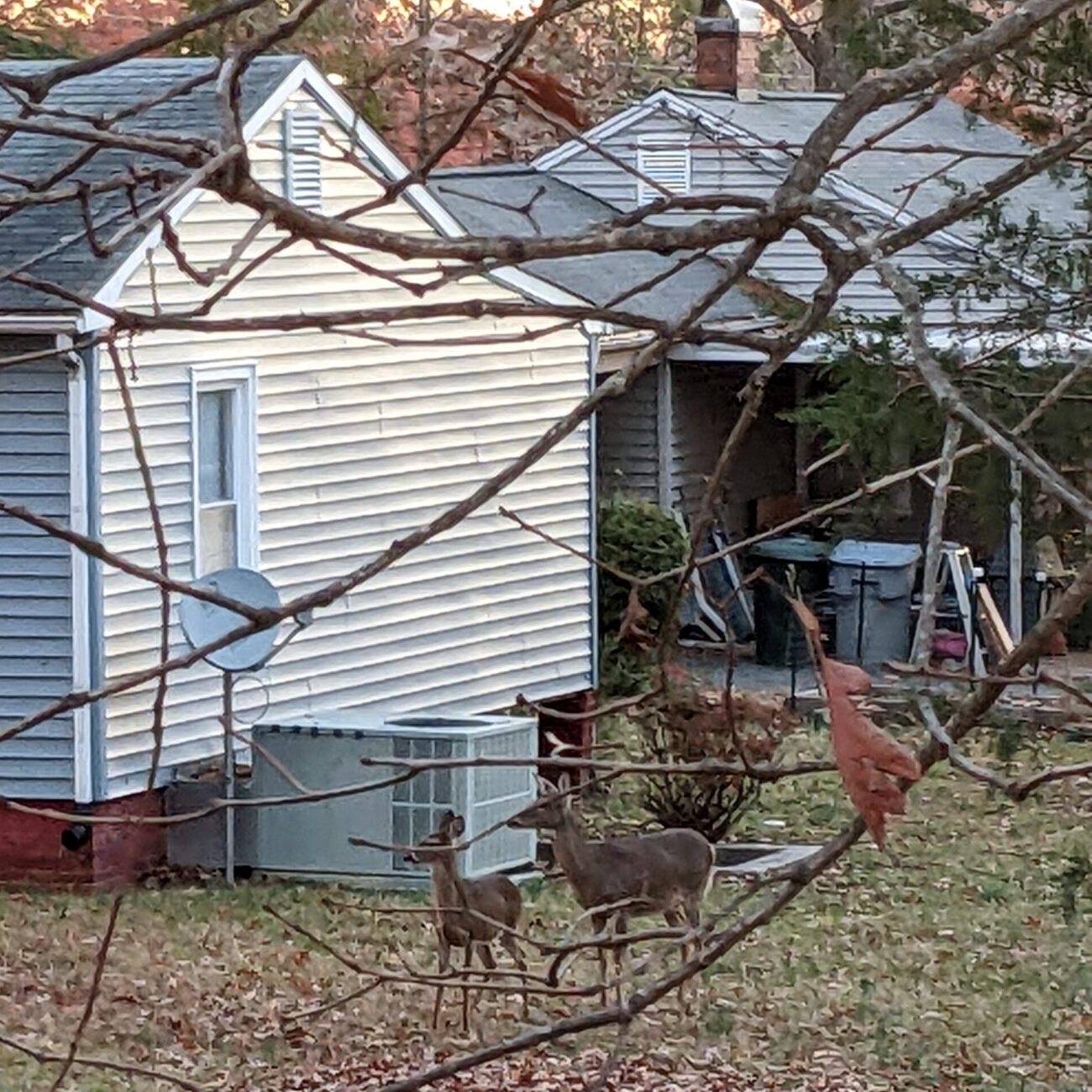 wild deer, deer roaming, North Carolina backyard