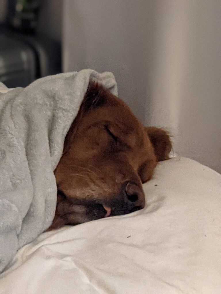 The golden retriever snug under a blanket for the Sunday Cozi Crossword | photo by LA Gonzales
